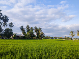 Scenic tropical rice field with lush green plants, palm trees, and a house under a bright blue sky with clouds. Peaceful rural countryside landscape in Asia