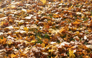 Fallen maple leaves on the ground.