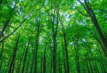 Fototapeta premium green forest background in a sunny day