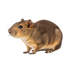Fototapeta premium Cute Gambian sun squirrel standing on a white background.