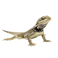 Obraz premium Bearded dragon lizard with spiky scales on a white background.