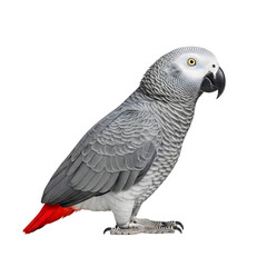 Fototapeta premium Close-up of a Grey Parrot, perched and facing to the side, against a plain white background.