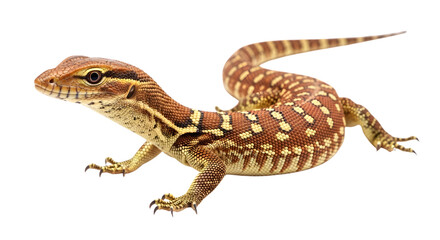 Naklejka premium A juvenile Ackie monitor lizard, showcasing its vibrant reddish-brown and cream patterned scales against a stark white background.