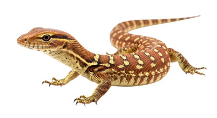 A juvenile Ackie monitor lizard, showcasing its vibrant reddish-brown and cream patterned scales against a stark white background.