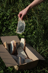 spoiled pieces of white bread with mold in a box