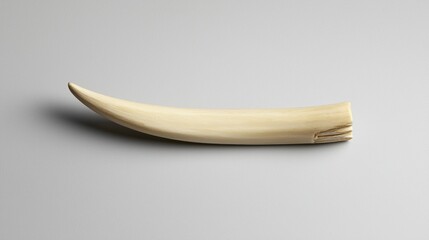 A single ivory tusk with a small crack in the center.
