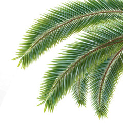 A realistic palm tree leaf, with its fronds gently swaying in the breeze against a white background.