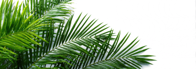 Green palm tree foliage on a white background with copy space, panoramic banner.