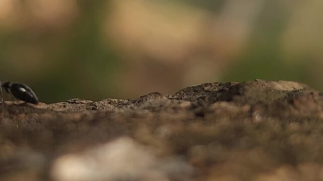 Ants marching on tree branch in natural environment