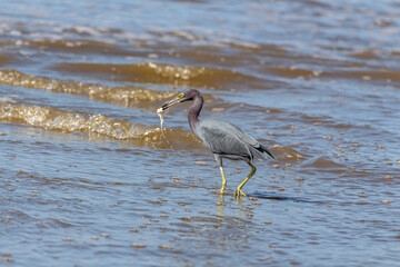 Peruíbe, SP, Brazil - May 31st, 2025: Closeup of a Garça-Azul (Little Blue Heron) capturing a prey in its beak at the idyllic Queer Central Beach.