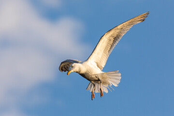 Seagull in flight over Szczecin Lagoon in Poland.