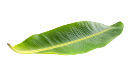 Vibrant Banana Leaf: A close-up shot showcases a single, luscious banana leaf, exuding freshness and botanical elegance, inviting viewers to appreciate nature's artistry.