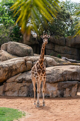 A tall giraffe stands calmly on sandy ground, surrounded by large rocks and leafy green trees in a sunny zoo habitat.
