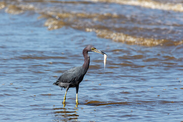 Peruíbe, SP, Brazil - May 31st, 2025: Closeup of a Garça-Azul (Little Blue Heron) with its prey in its beak at the paradisiacal Queer Central Beach.