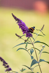 Butterfly with bright orange wings on lilac flowers in the garden - macro botany