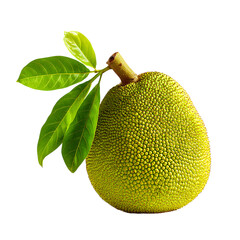 Large ripe green jackfruit with textured rind and fresh leaves isolated on black transparent background