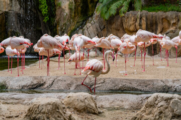A large group of pink flamingos stands on sandy ground, with one wading in shallow water near rocks and reflections.