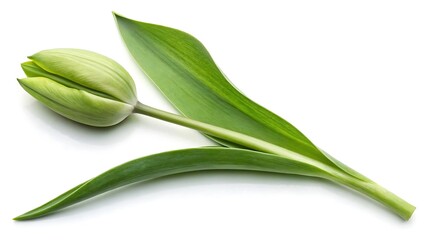 Fototapeta premium White tulip with green leaves isolated on a white background