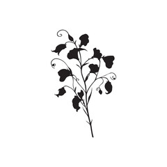 Sweet Pea Vector (1).eps