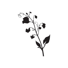 Sweet Pea Vector (3).eps