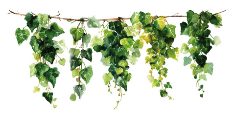 Fototapeta premium Creeper plants isolated on transparent background. High quality cutout ivy with lush green foliage.