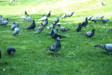 Feral pigeon flock Columba livia foraging behavior urban park