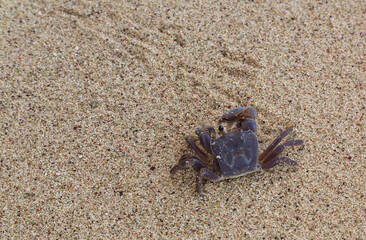 Crab on the sandy beach, La Digue, the Seychelles. Blur in motion