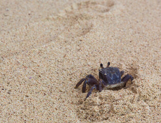 Crab on the sandy beach, La Digue, the Seychelles. Blur in motion
