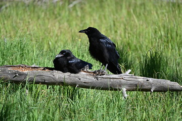 crows