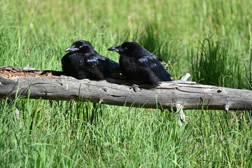 crows