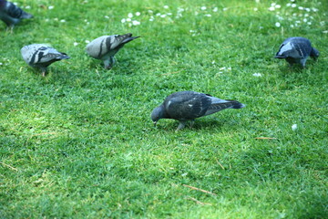 Urban pigeons Columba livia feeding behavior observation grass