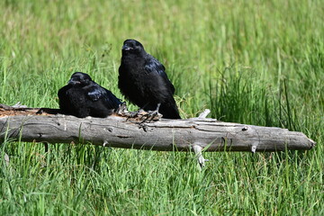 crows