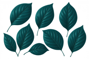 Eight teal green leaves with visible veins are laying on a transparent background, perfect for nature-themed projects