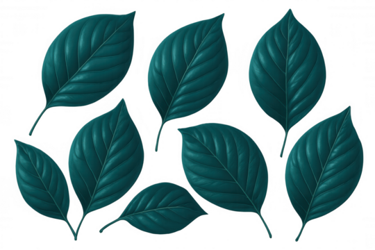 Eight teal green leaves with visible veins are laying on a transparent background, perfect for nature-themed projects