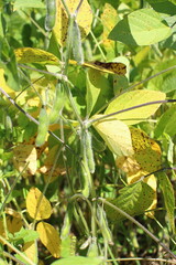 Soybean fields. Unripe greenish soybean pods on a sunny day. Blurred background. Concept of a good...
