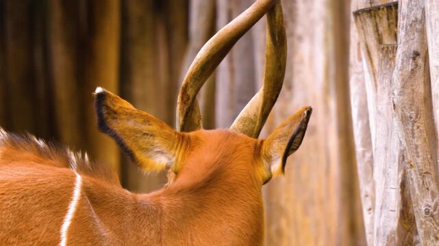 Closeup view of an bongo bongo antelope head and eye standing beside tree stumps on a cloudy day
