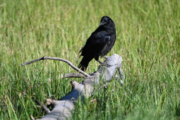 crows