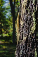 Araucaria Pehuén Tree Trunk with Moss and Lichen in Ancient Monkey Puzzle Forest Patagonia Argentina Villa Pehuenia