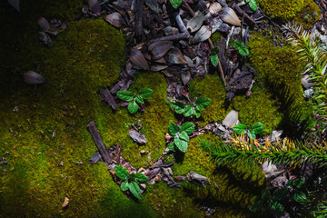 Forest Floor with Moss Leaves and Araucaria Pehuén Needles in Ancient Monkey Puzzle Tree Woodland Patagonia Argentina