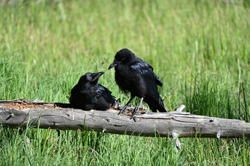 crows
