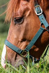 A close-up of a brown horse grazing on grass in a field with green straps and a white mark.