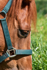 Close-up of a chestnut horse's eye and face, wearing a teal halter with green grass background.