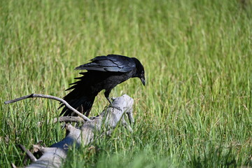 crows