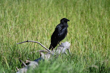 crows
