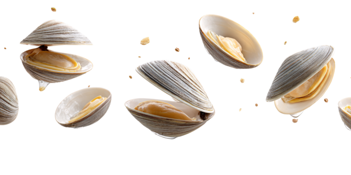 Fresh raw clams in opened shells floating on black background Concept of seafood, gourmet, and healthy eating
