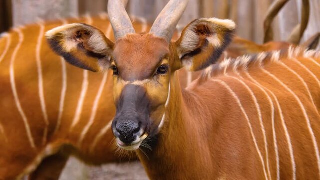 Closeup view of an bongo bongo antelope head and eye standing beside tree stumps on a cloudy day