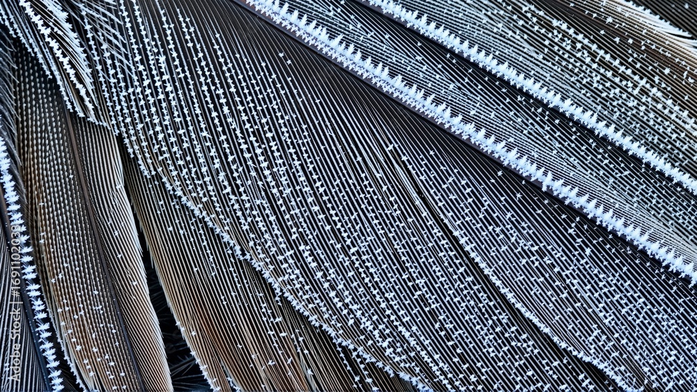 Poster close group feathers feathers arranged radial pattern feather slightly overlapping one below colors 