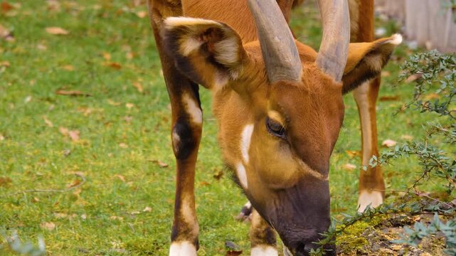 close up of oryx bong bongo head looking around on a sunny day