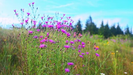 Spotted knapweed wild flowers wildflower bloom blossom at Spruce Knob Appalachian mountain field, West Virginia at summer sunrise