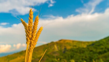 Golden wheat heads against a mountain backdrop